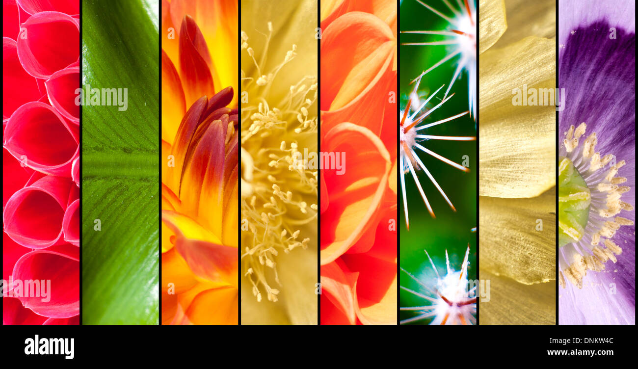 Collage di fiori stagionali in close up separati con strisce nere Foto Stock