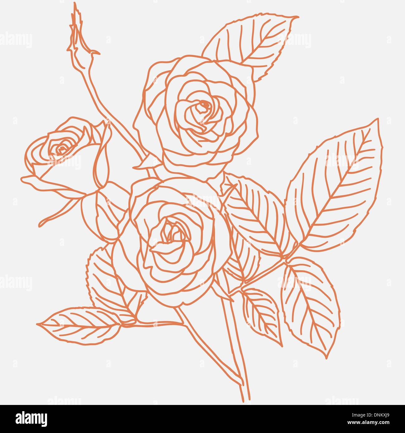 Disegno a mano illustrazione di un mazzo di rose Immagine e Vettoriale -  Alamy