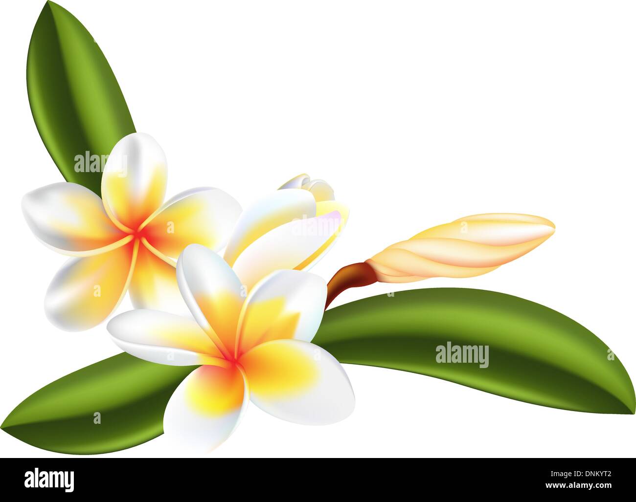 Illustrazione della bella frangipani o fiori di plumeria Illustrazione Vettoriale