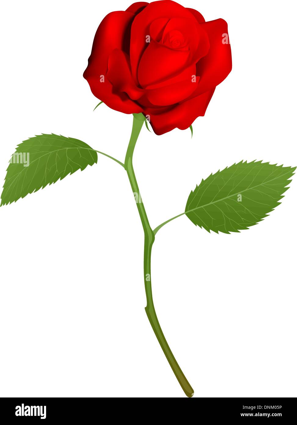 Una illustrazione di una bella rosa rossa Illustrazione Vettoriale