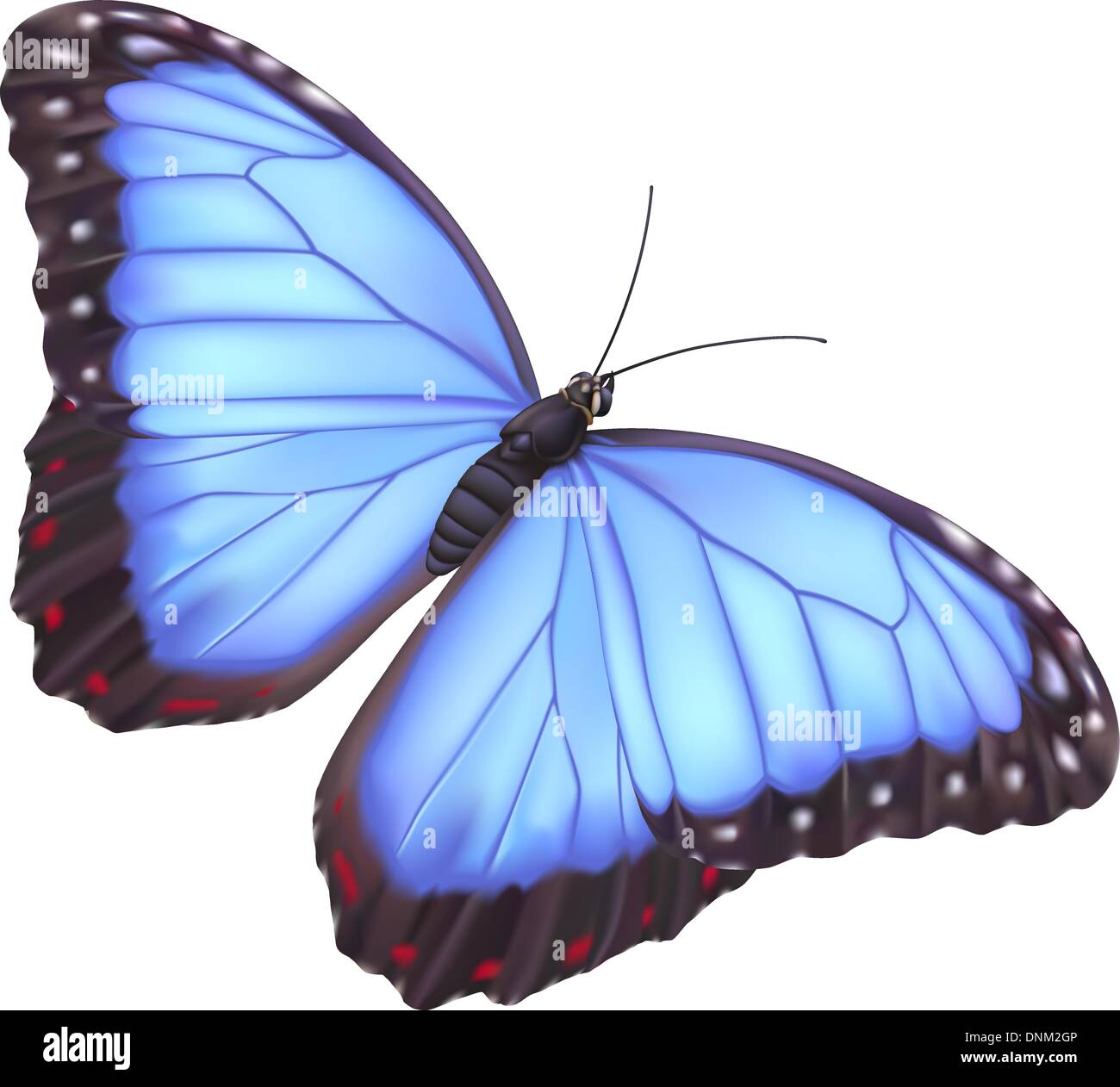 Illustrazione di un bel blu morpho butterfly Illustrazione Vettoriale