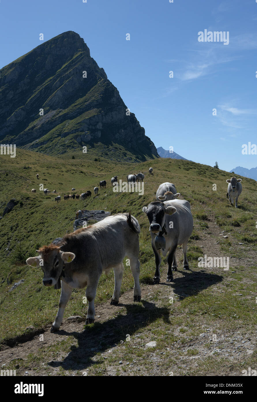 Jochalp, Svizzera, bovini giovani a piedi su un sentiero Foto Stock