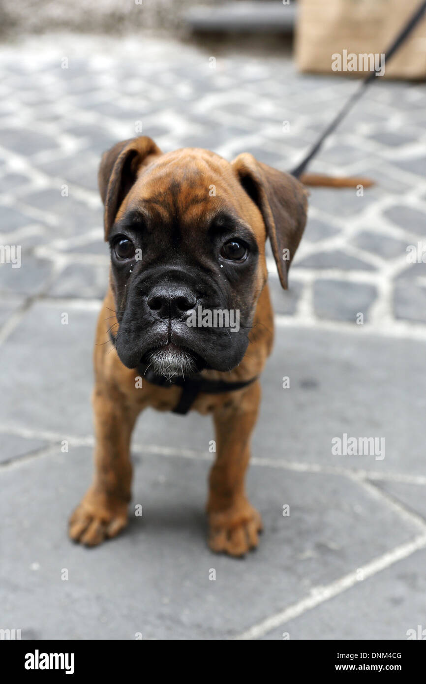 Acquapendente, Italia, Boxer cucciolo Foto stock - Alamy