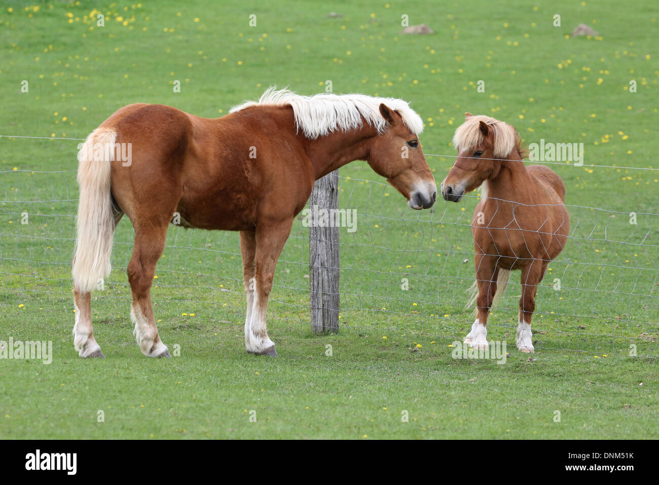 Villaggio Prangenberg, Germania, e pony Shetland Haflinger sniff attraverso una catena di recinzione di collegamento Foto Stock
