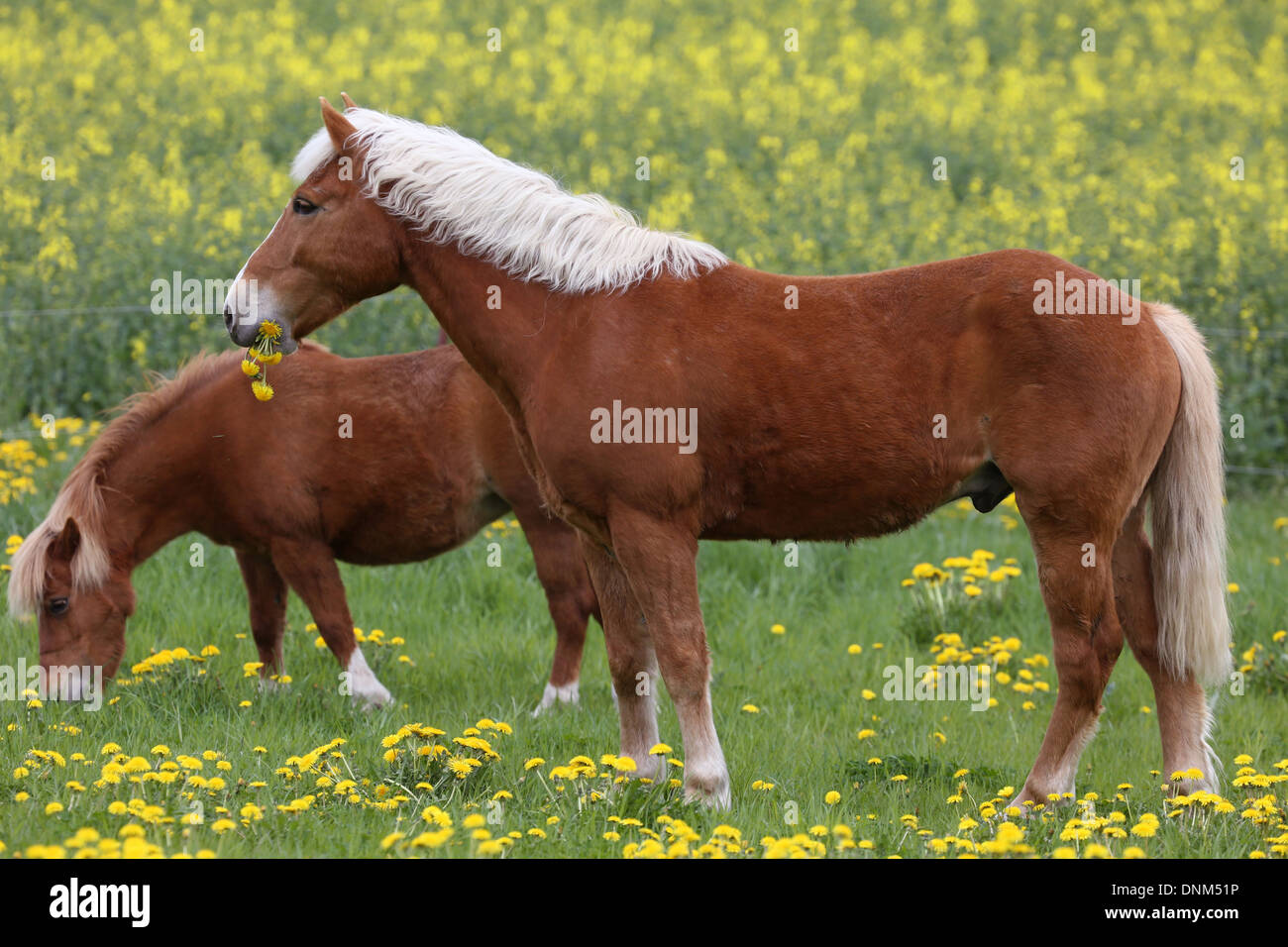 Villaggio Prangenberg, Germania, e pony Shetland Haflinger mangiare Loewenzahn Foto Stock