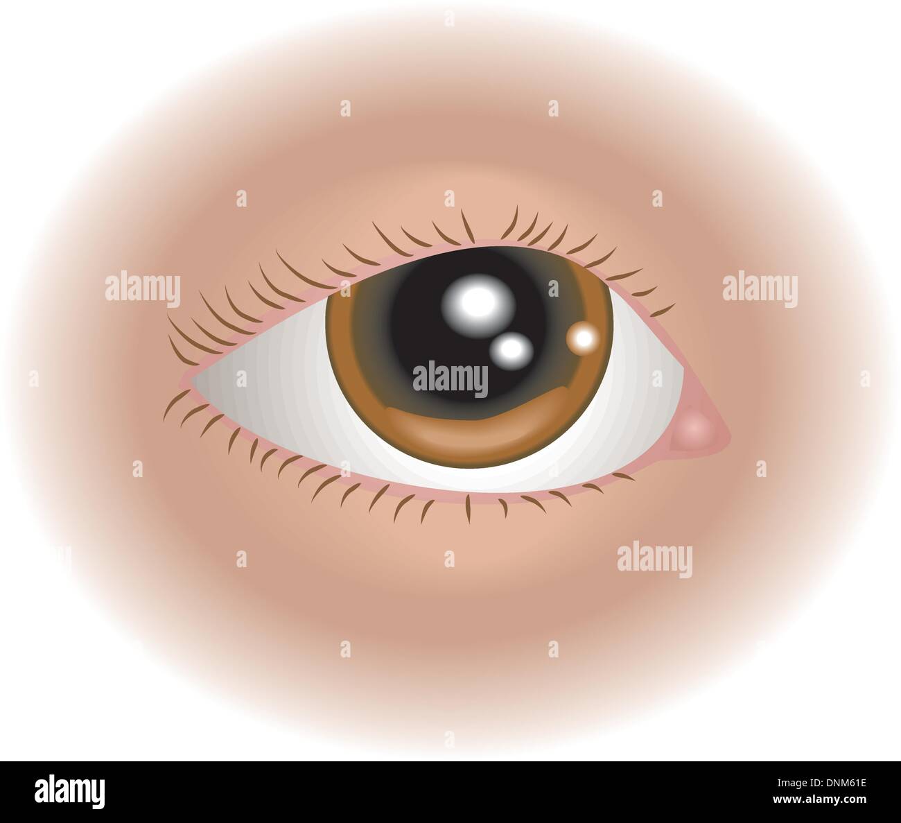 Una illustrazione di un occhio umano, non ingrana utilizzato Illustrazione Vettoriale