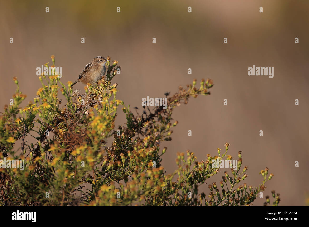 Zitting Cisticola (Cisticola juncidis) Foto Stock