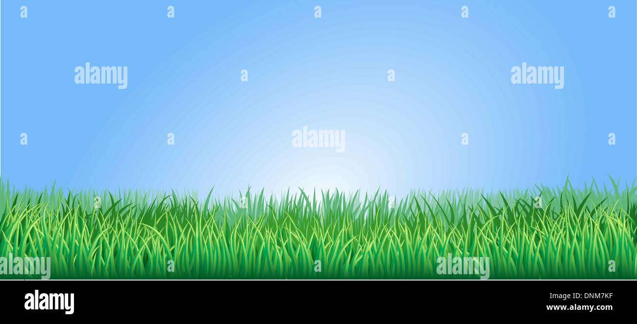 Erba verde campo o prato sotto un cielo blu chiaro Illustrazione Vettoriale