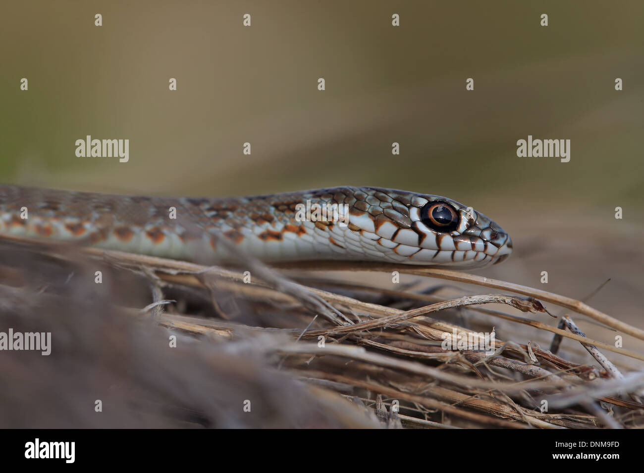 Grandi Caspian frusta Snake (Dolichophis caspius) Foto Stock