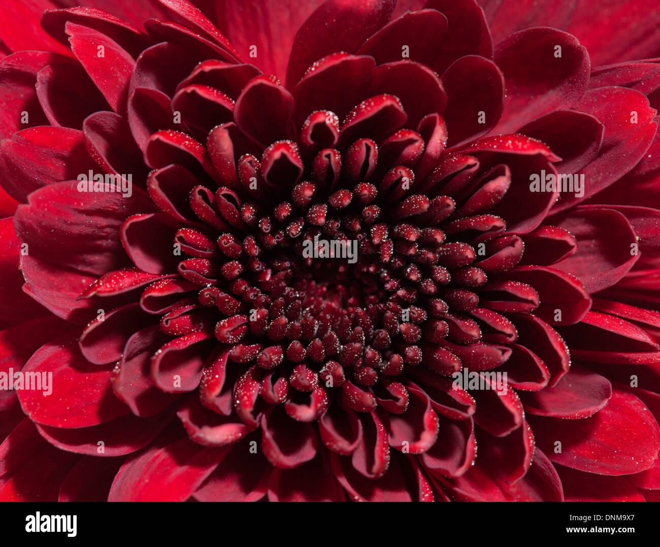 Centro del crisantemo rosso sfondo floreale Foto Stock