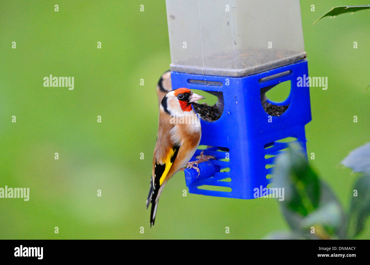 Adulto Cardellino alimentazione da una plastica bird feeder. Foto Stock