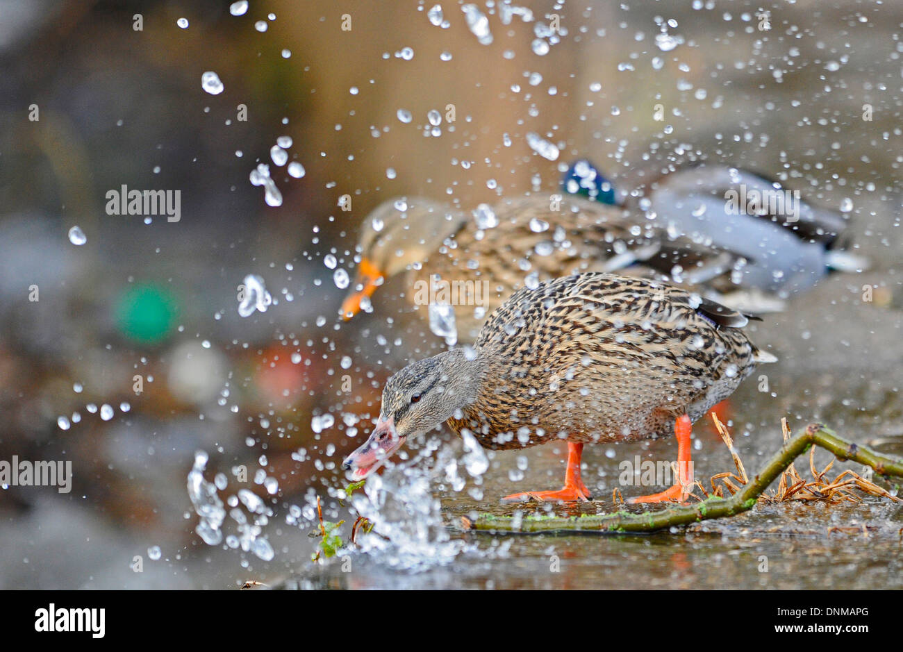 Adulto di sesso maschile e femminile le anatre bastarde spruzzato con acqua creato dal forte vento e le onde come il Regno Unito si viene colpiti dalle tempeste invernali Foto Stock