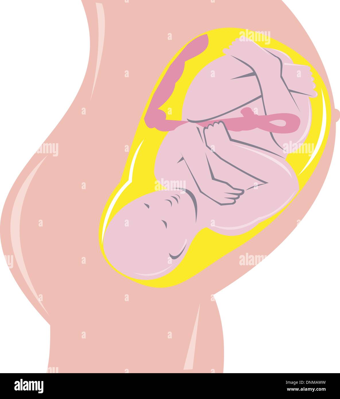 Illustrazione sullo sviluppo del feto umano all'interno del grembo fatto rétro xilografia stile. Illustrazione Vettoriale
