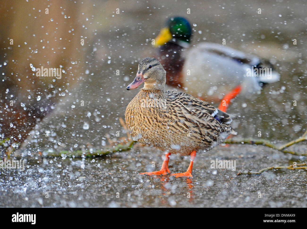 Adulto di sesso maschile e femminile le anatre bastarde spruzzato con acqua creato dal forte vento e le onde come il Regno Unito si viene colpiti dalle tempeste invernali Foto Stock