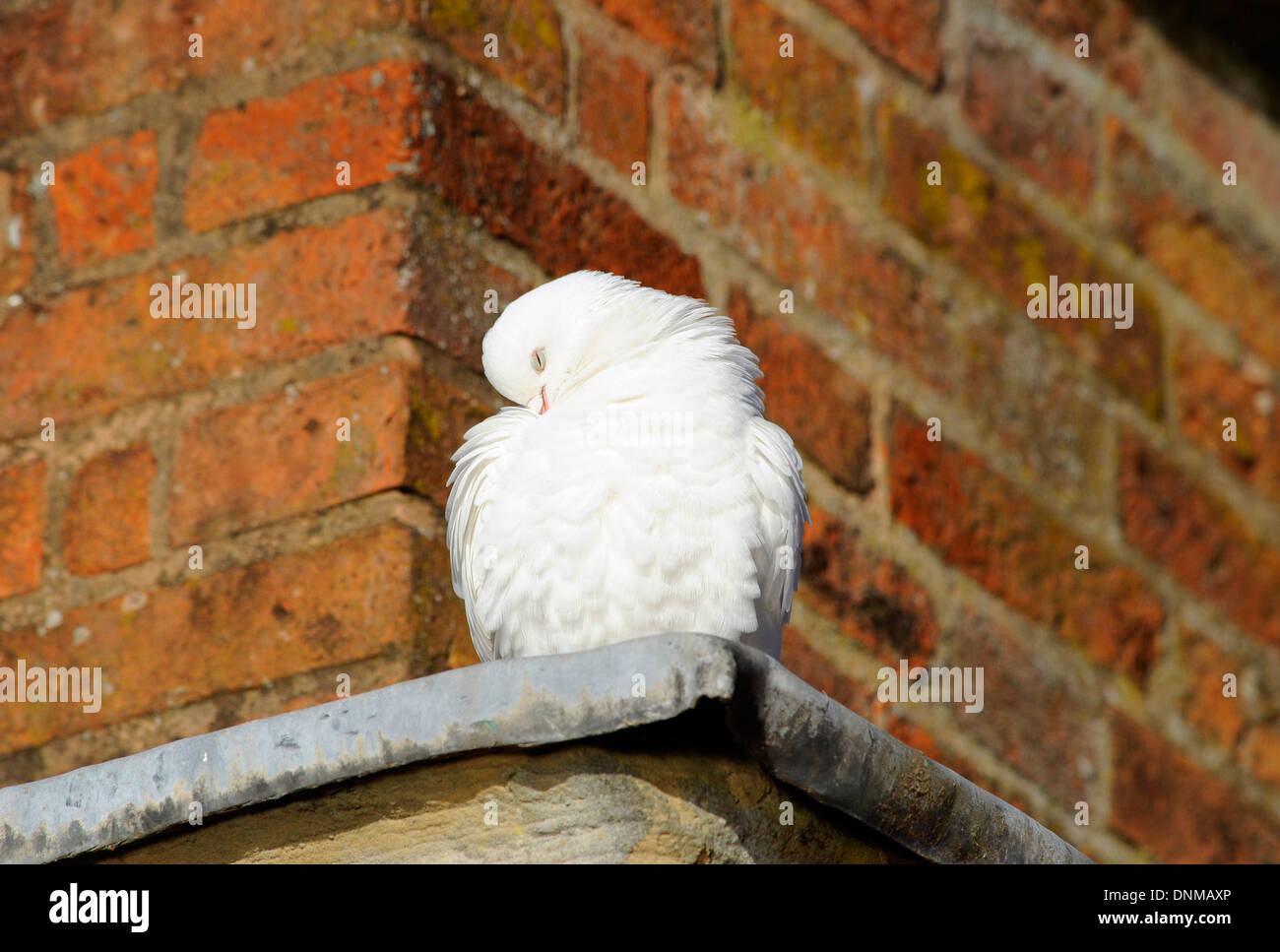 Adulto colomba bianca preening le sue piume. Foto Stock