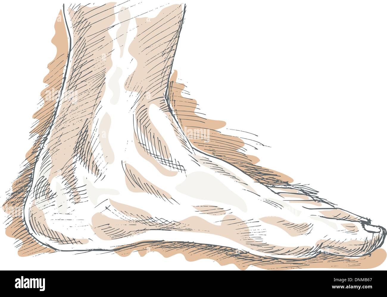 Mano disegno illustrazione di sinistra piede umano con evidenza. Illustrazione Vettoriale