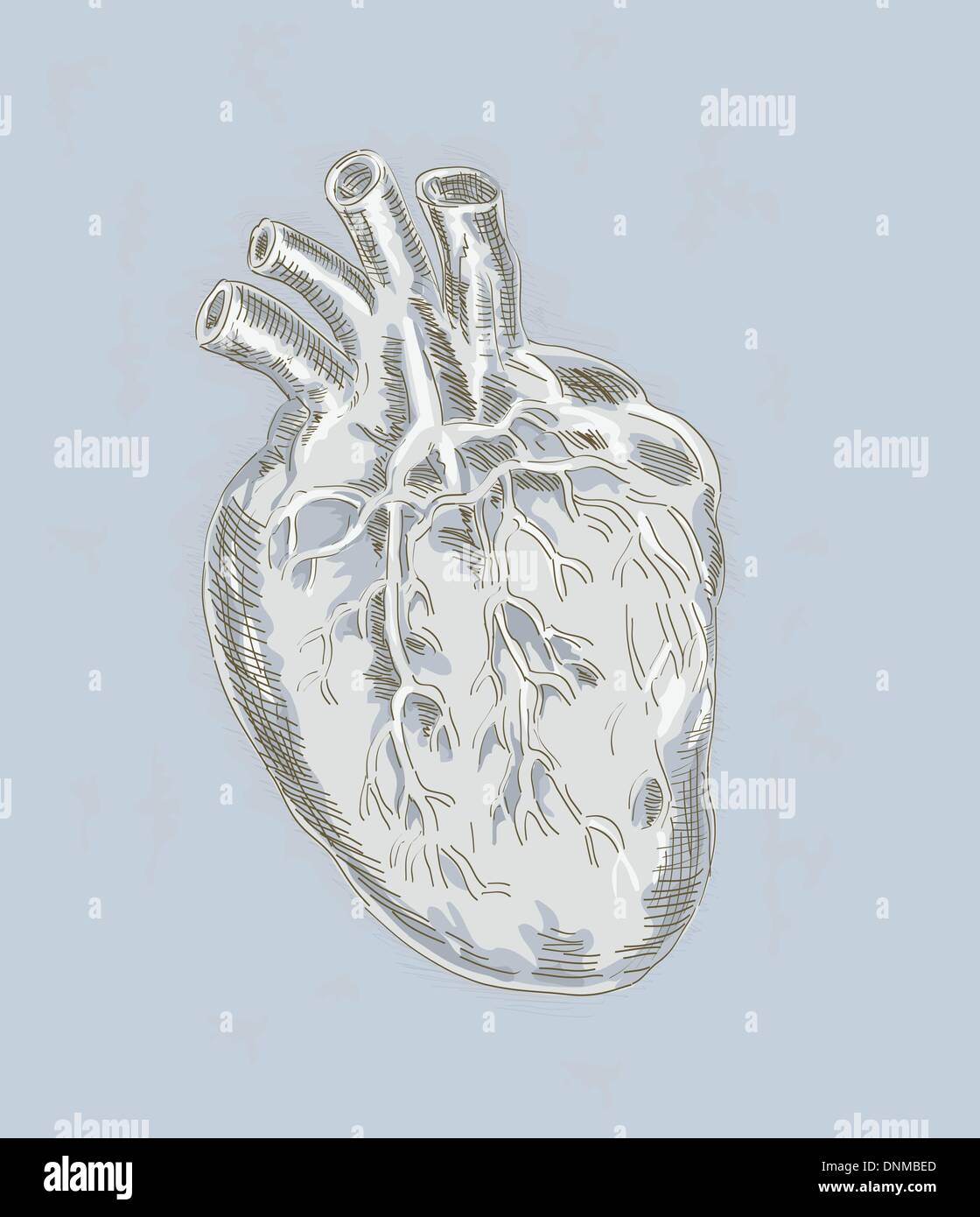 Disegnata a mano e disegnati illustrazione di un cuore umano Illustrazione Vettoriale