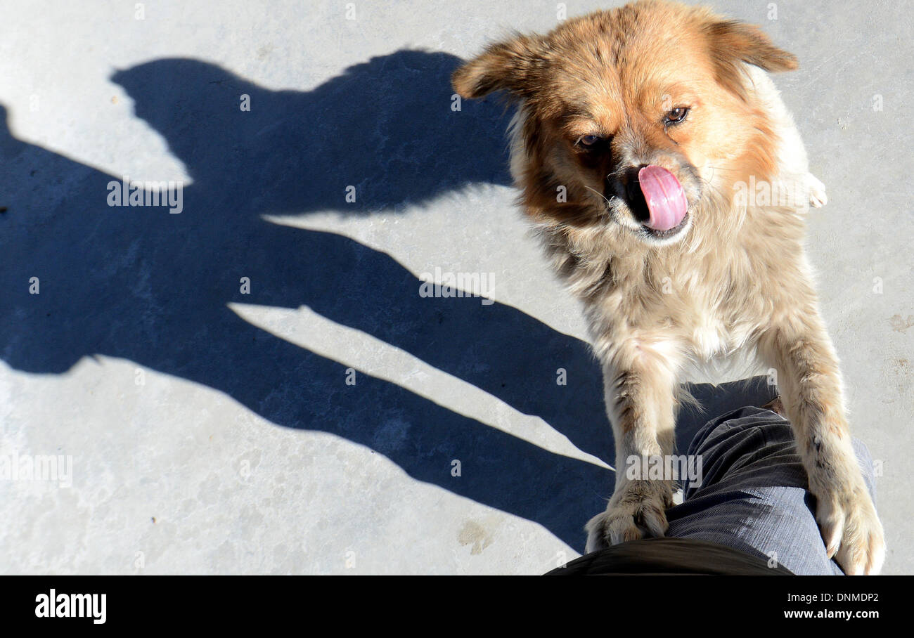 Lhasa, la Cina della regione autonoma del Tibet. Il 2 gennaio, 2014. Un cane in città centro collettivo dei cani randagi attende di essere alimentati a Lhasa, capitale del sud-ovest della Cina di regione autonoma del Tibet, Gen 2, 2013. Il centro collettivo, che è stato completato alla fine del 2013, ha cominciato a prendere in cani randagi a Lhasa come il nuovo anno è arrivato. Più di 600 cani randagi sono stati ospitati dal mezzogiorno del giovedì. Il centro è istituito per prevenire la trasmissione della malattia e di proteggere i residenti locali. © Chogo/Xinhua/Alamy Live News Foto Stock