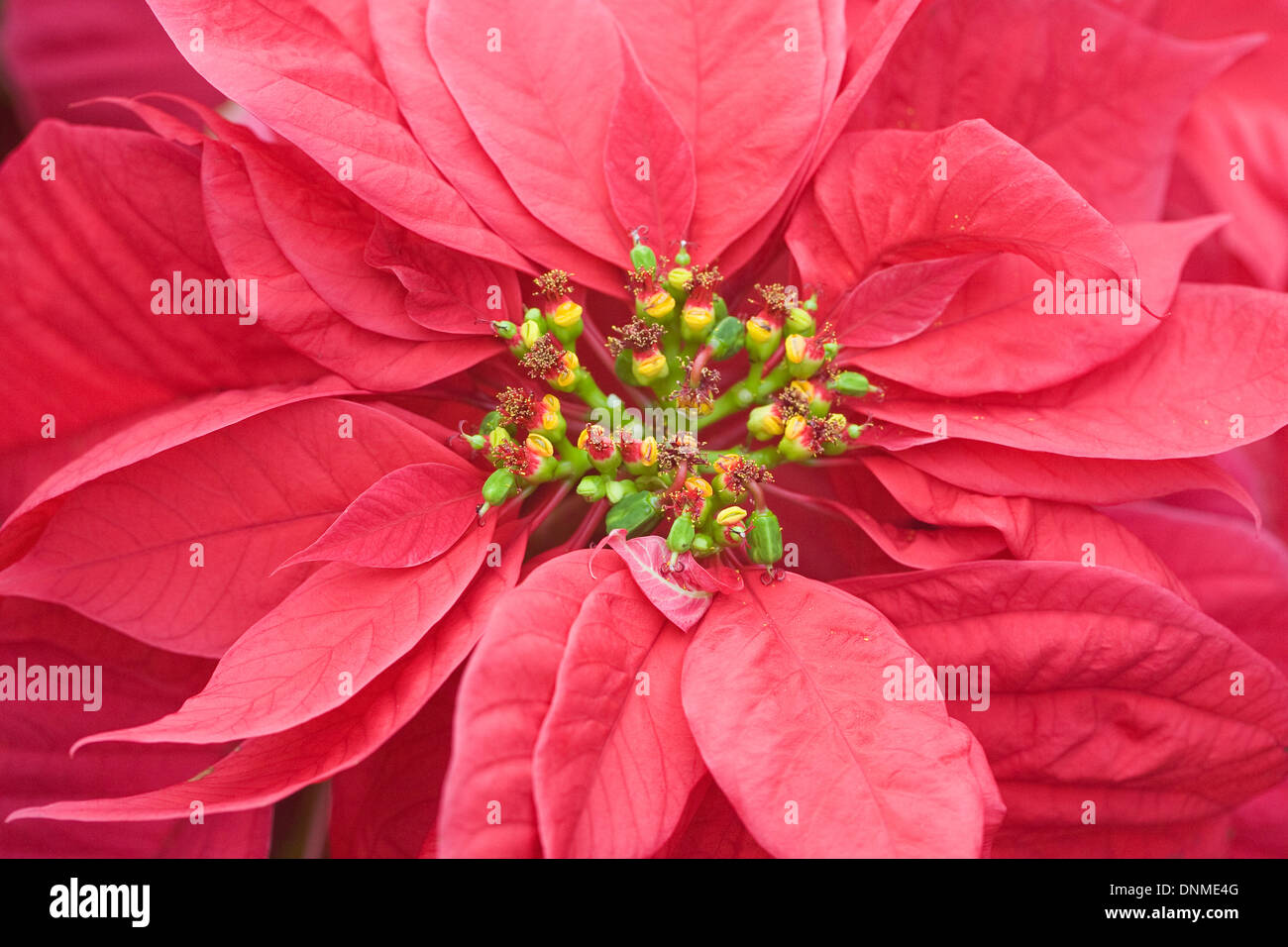 Euphorbia pulcherrima "santa claus rosso". Foto Stock