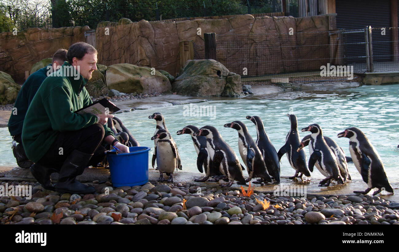 Londra, Regno Unito. Il 2 gennaio 2014. . I pinguini durante ZSL London Zoo constatazione annuale il 2 gennaio 2014 a Londra, Regno Unito. L'obbligo di conteggio è richiesta come parte di ZSL London Zoo zoo di licenza e i risultati sono registrati nella specie internazionale Information System (ISIS), dove i dati sono condivisi con i giardini zoologici in tutto il mondo e utilizzati per la gestione internazionale di programmi di allevamento di animali in pericolo.. (Photo credit: James Warren/Alamy Live News) Foto Stock