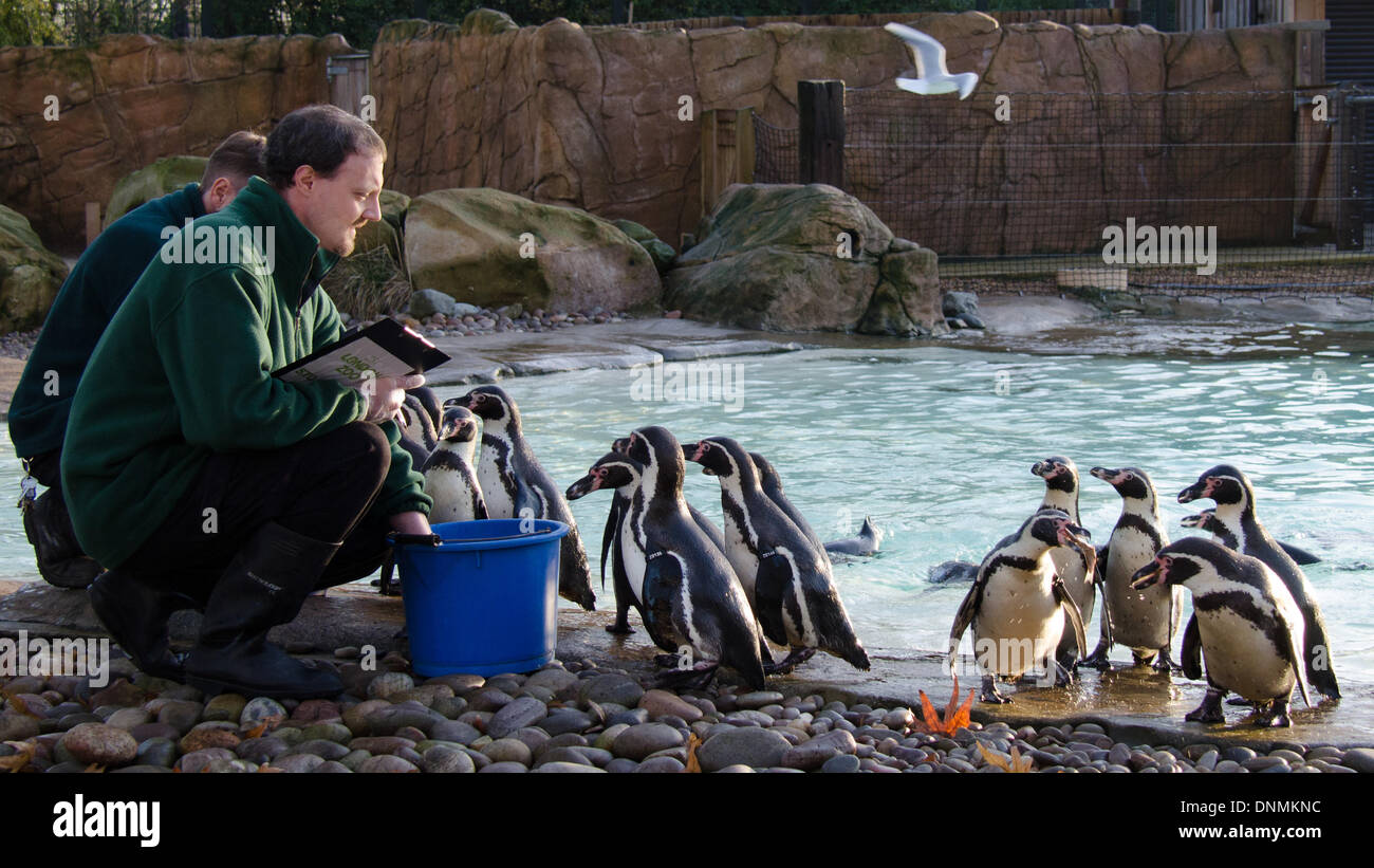 Londra, Regno Unito. Il 2 gennaio 2014. . I pinguini durante ZSL London Zoo constatazione annuale il 2 gennaio 2014 a Londra, Regno Unito. L'obbligo di conteggio è richiesta come parte di ZSL London Zoo zoo di licenza e i risultati sono registrati nella specie internazionale Information System (ISIS), dove i dati sono condivisi con i giardini zoologici in tutto il mondo e utilizzati per la gestione internazionale di programmi di allevamento di animali in pericolo.. (Photo credit: James Warren/Alamy Live News) Foto Stock