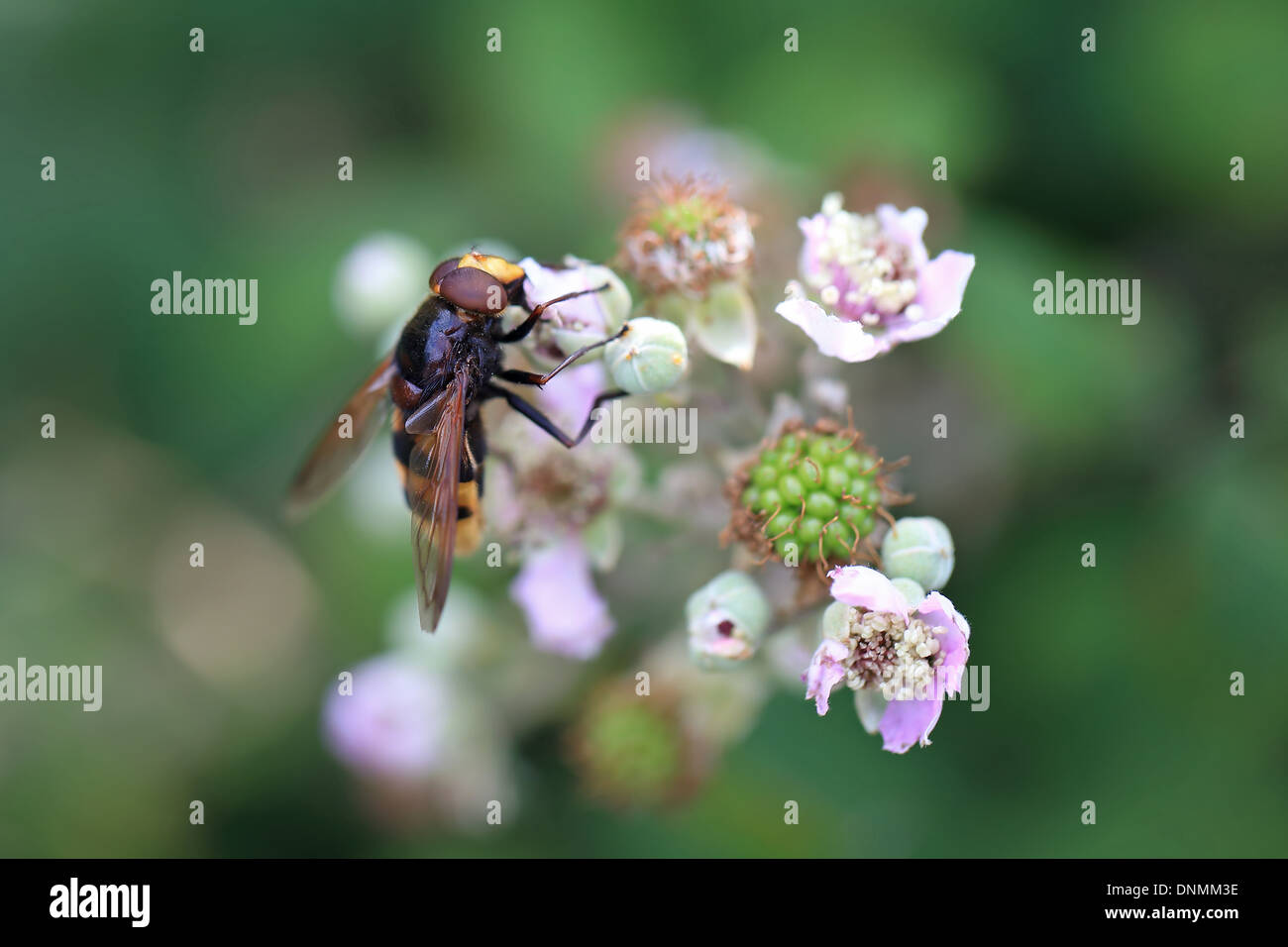 Hoverfly specie (Volucella zonaria) Foto Stock