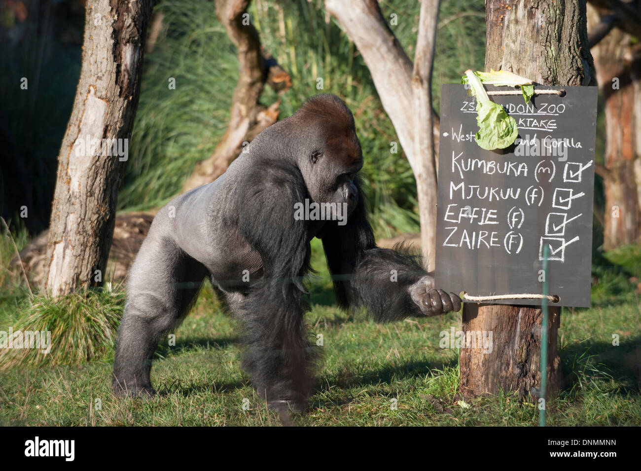 ZSL, lo Zoo di Londra, il Regents Park, Regno Unito. Il 2 gennaio, 2014 . La ISS annuale constatazione prende il via con un conteggio dei Gorillas occidentali della pianura. Credito: Malcolm Park editoriale/Alamy Live News Foto Stock