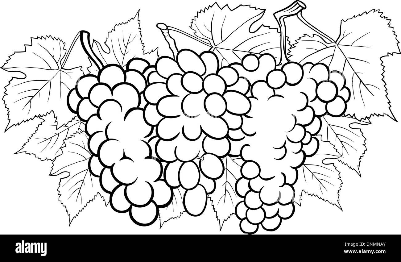 Bianco e Nero Cartoon illustrazione di tre grappoli di uva o frutta Grapevine Food Design per il libro da colorare Immagine e Vettoriale - Alamy