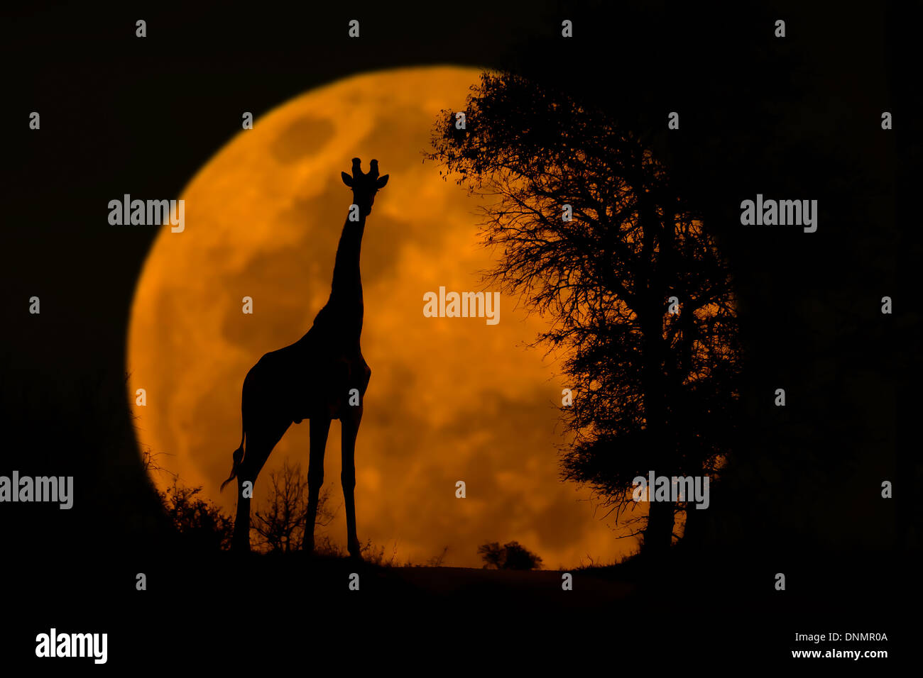 La giraffa silhouette catturati al tramonto nel Parco di Kruger miscelato con una luna piena catturati durante il sollevamento. Foto Stock