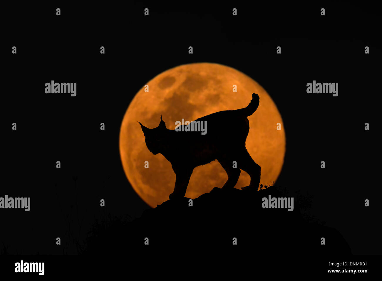 Un composito immagine di una silhouette di una lince euroasiatica (Lynx lynx) contro una luna piena sorgere. Foto Stock