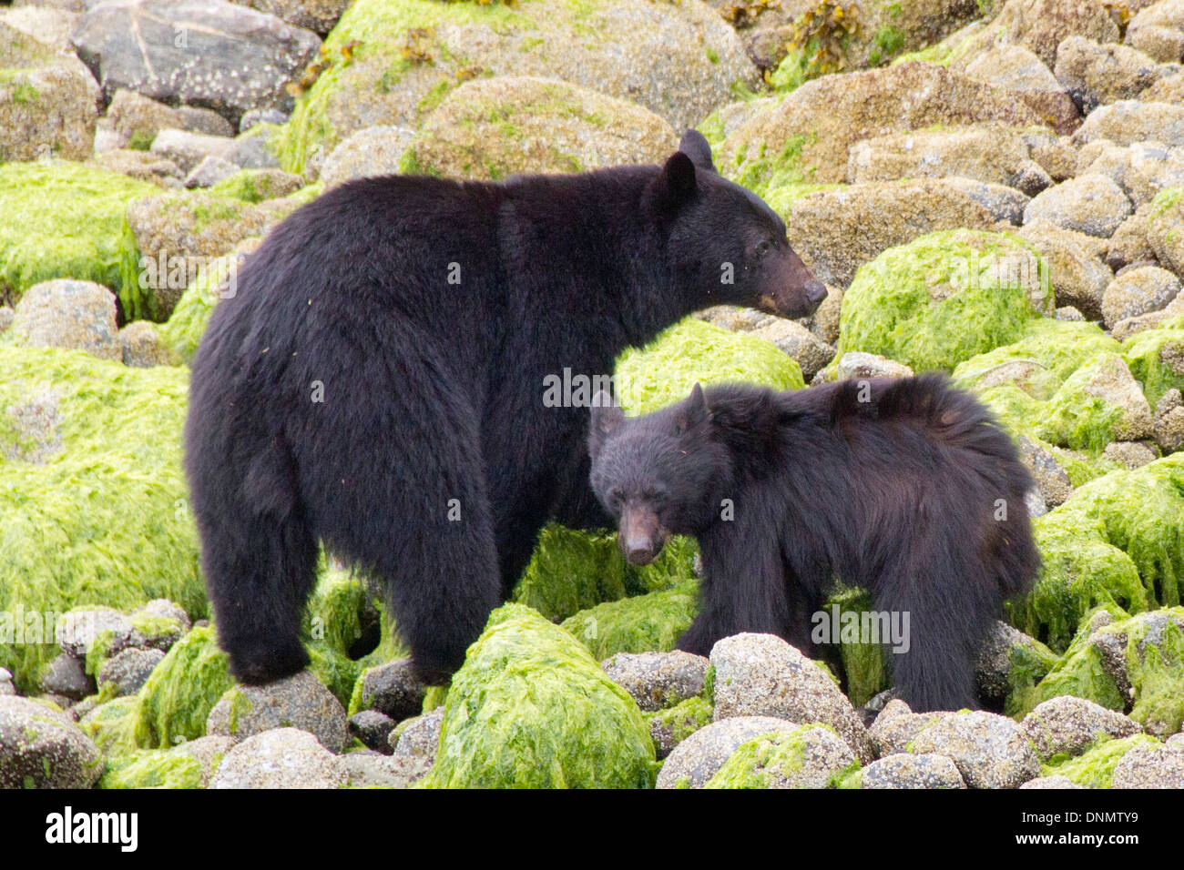 Black Bear madre con ther cub passeggiate sulla spiaggia con la bassa marea in cerca di cibo.(Ursus americanus).Isola di Vancouver Foto Stock
