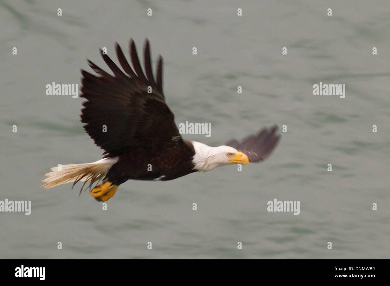 Aquila calva in volo.(Haliaeetus leucocephalus).a sud-est di Alaska Foto Stock
