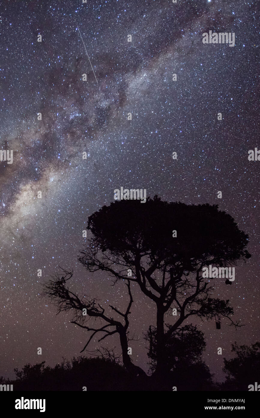 Un shooting star passando attraverso la Via Lattea e albero singolo, De Hoop Riserva Naturale, Western Cape, Sud Africa. Foto Stock