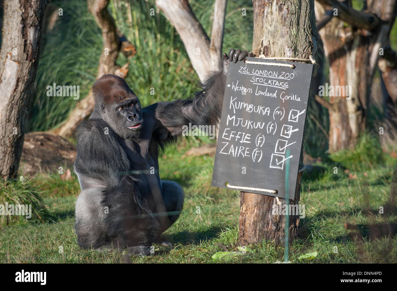ZSL, lo Zoo di Londra, il Regents Park, Regno Unito. Il 2 gennaio, 2014 . La ISS annuale constatazione prende il via con un conteggio dei Gorillas occidentali della pianura. Il Gorilla maschio può contenere fino al segno. Credito: Malcolm Park editoriale/Alamy Live News Foto Stock