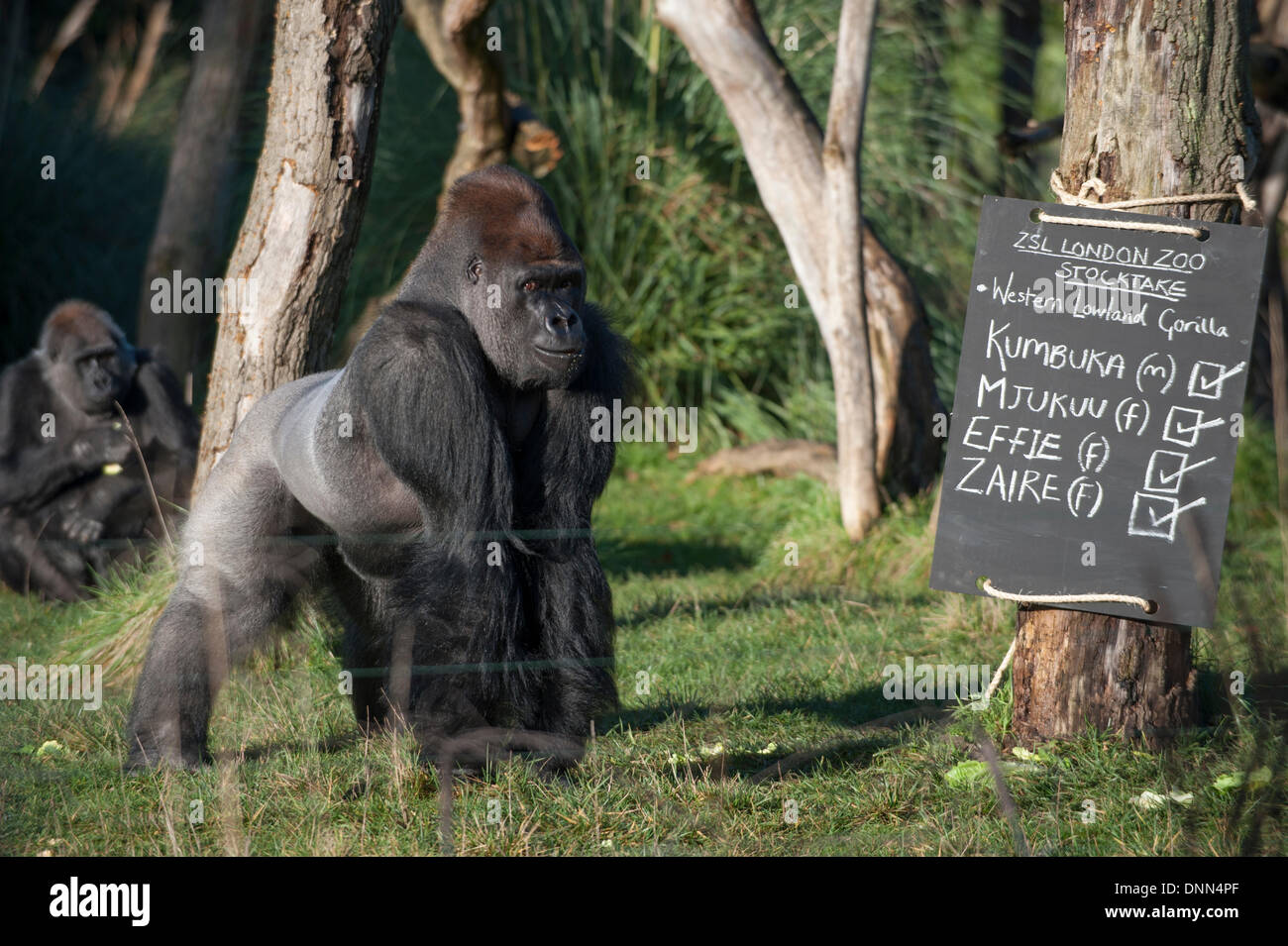 ZSL, lo Zoo di Londra, il Regents Park, Regno Unito. Il 2 gennaio, 2014 . La ISS annuale constatazione prende il via con un conteggio dei Gorillas occidentali della pianura. Credito: Malcolm Park editoriale/Alamy Live News Foto Stock