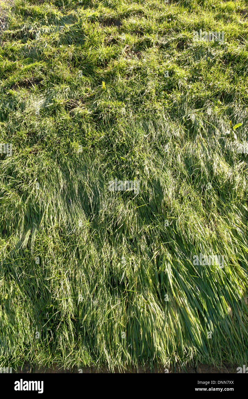 Erba accanto a Hampstead canal blocco lame appiattita di erba allineati nella direzione di acqua di inondazione movimento Foto Stock