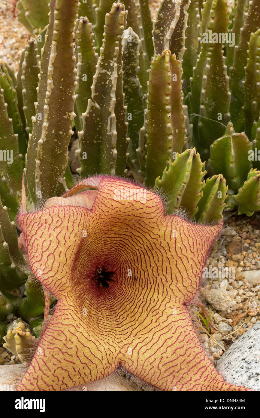 Carrion Flower (Stapelia gigantea) succulenta in Baja, Messico. Foto Stock