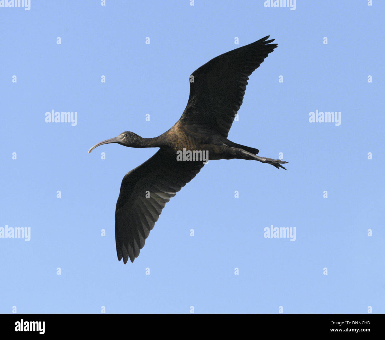 Ibis lucido - Plegadis falcinellus - primo inverno Foto Stock