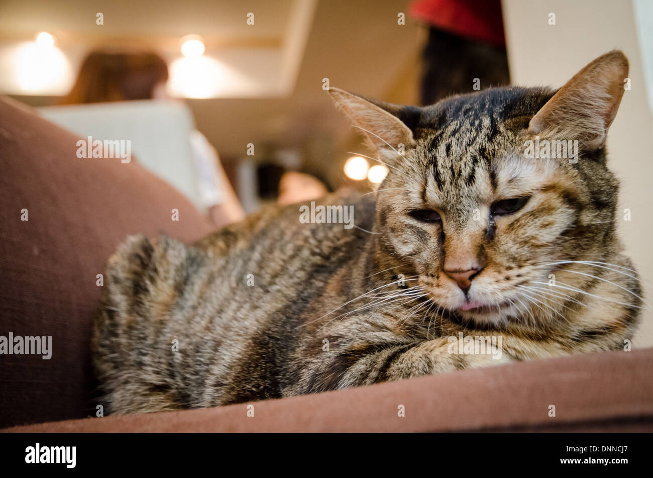 Gatti rilassante in un gatto cafe in Taipei. Questo è il luogo dell'originale cat cafe concetto. Il caffè e il gatto è una formula magica. Foto Stock
