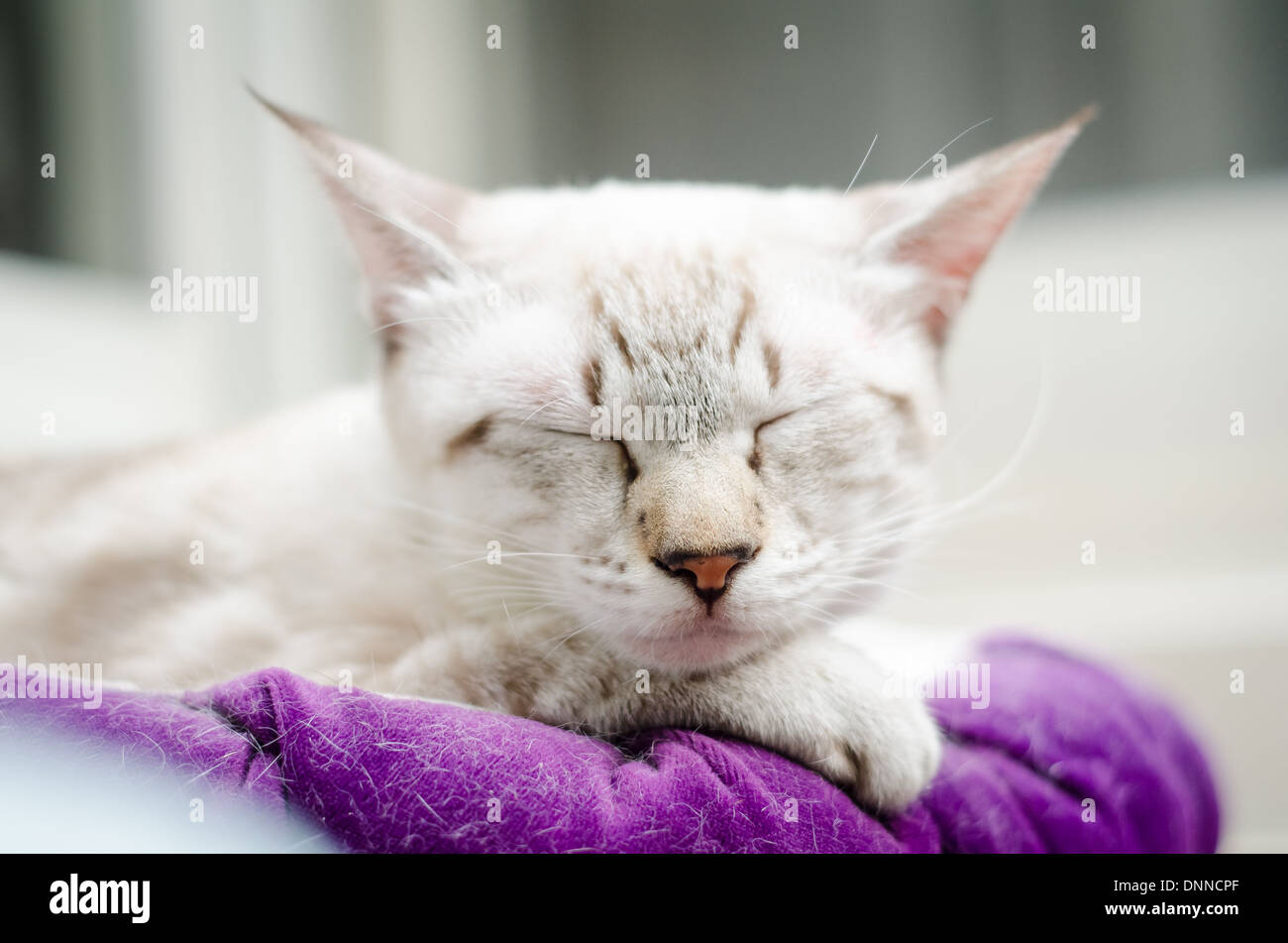 Gatti rilassante in un gatto cafe in Taipei. Questo è il luogo dell'originale cat cafe concetto. Il caffè e il gatto è una formula magica. Foto Stock