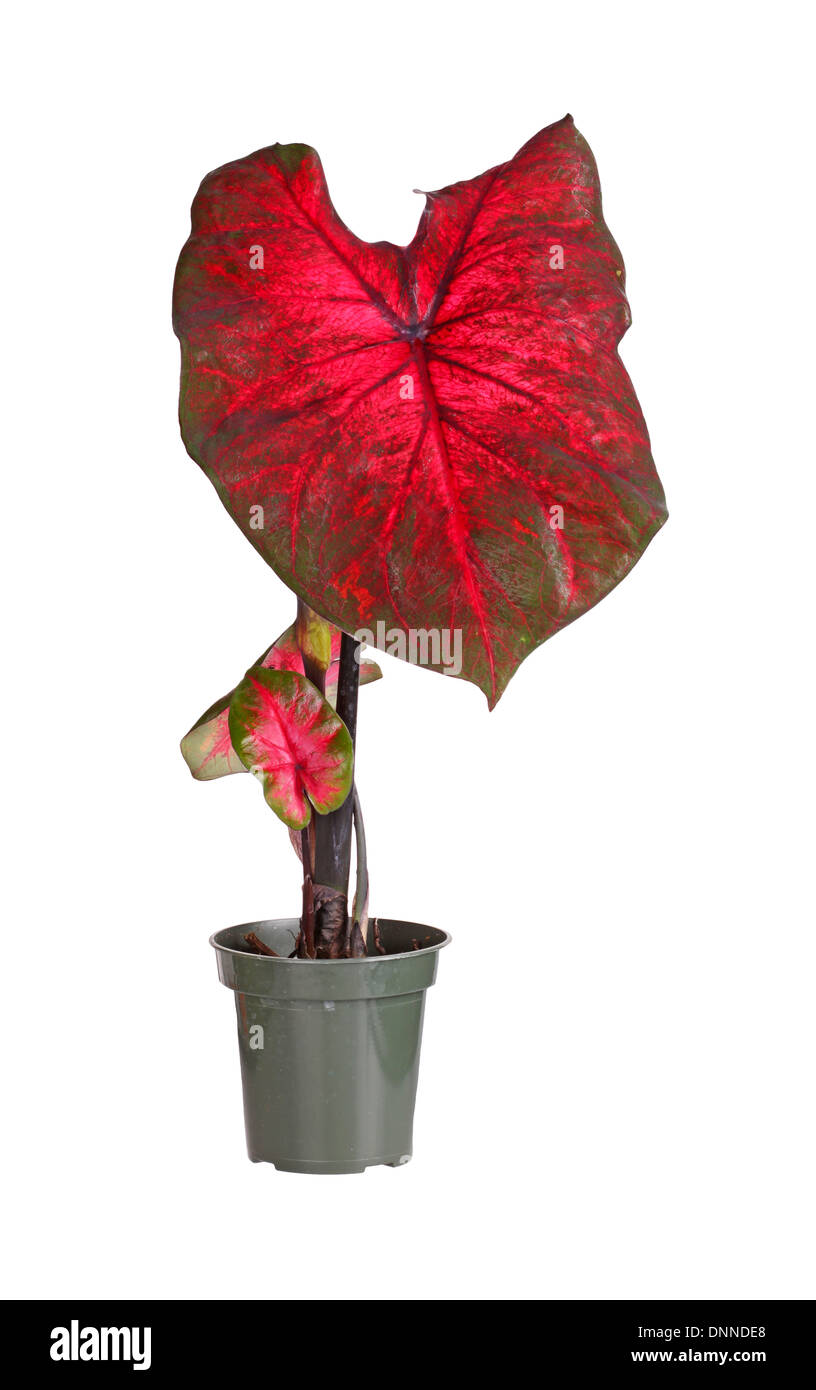 Pianta piccola di un rosso-lasciato cultivar caladium (Caladium bicolor) pronto per essere trapiantate in un giardino Foto Stock