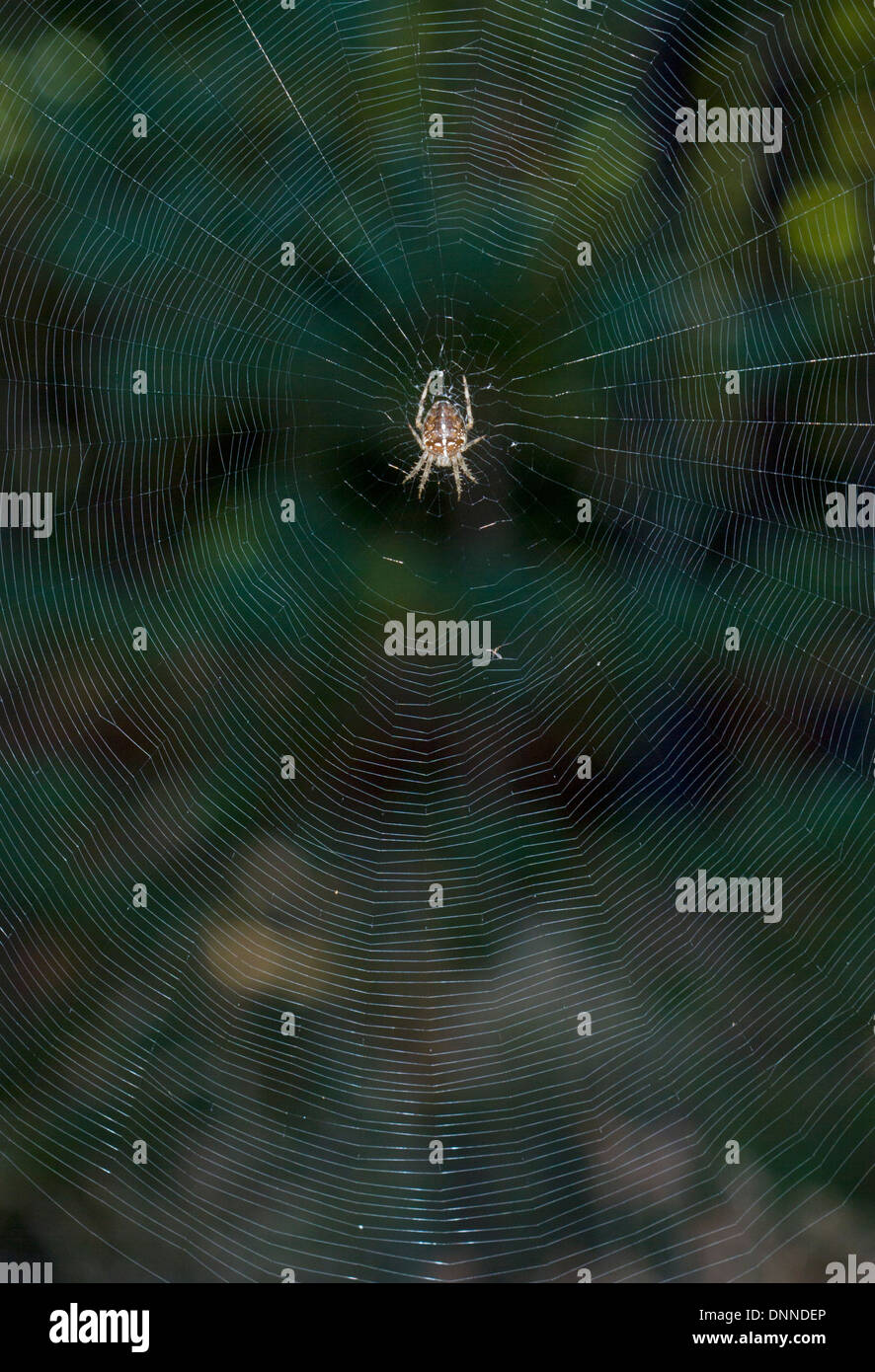 Giardino in comune Spider - Araneus diadematus. Orb web mostra chiudere le spire in ampia gamma. Foto Stock