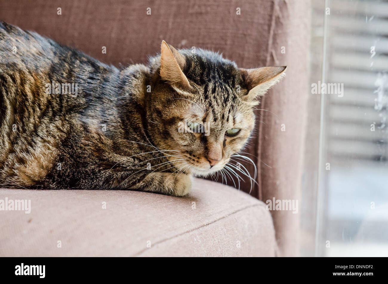 Gatti rilassante in un gatto cafe in Taipei. Questo è il luogo dell'originale cat cafe concetto. Il caffè e il gatto è una formula magica. Foto Stock