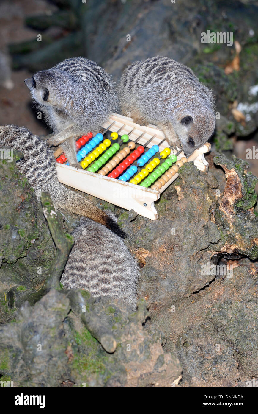 Londra, Regno Unito. Il 2 gennaio 2014. Le lontre allo Zoo di Londra la constatazione annuale il 2 gennaio 2014 a Londra, Regno Unito. L'obbligo di conteggio è richiesta come parte di ZSL London Zoo zoo di licenza e i risultati sono registrati nella specie internazionale Information System , dove i dati sono condivisi con i giardini zoologici in tutto il mondo e utilizzati per la gestione internazionale di programmi di allevamento di animali in pericolo., foto di Foto di Brian Jordan/Alamy Live News Foto Stock