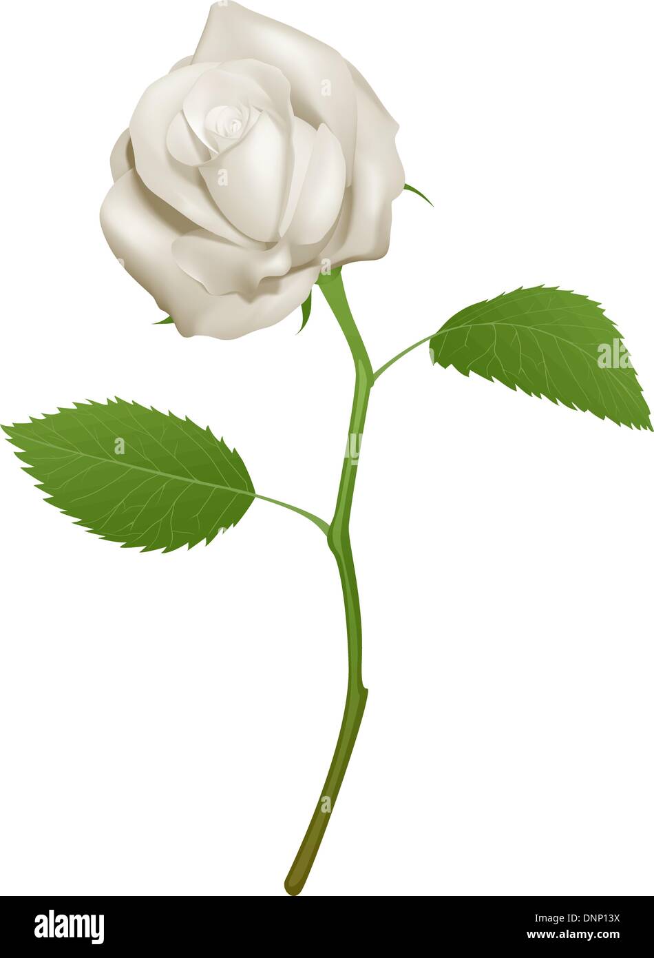 Una illustrazione di una bella rosa bianca Illustrazione Vettoriale