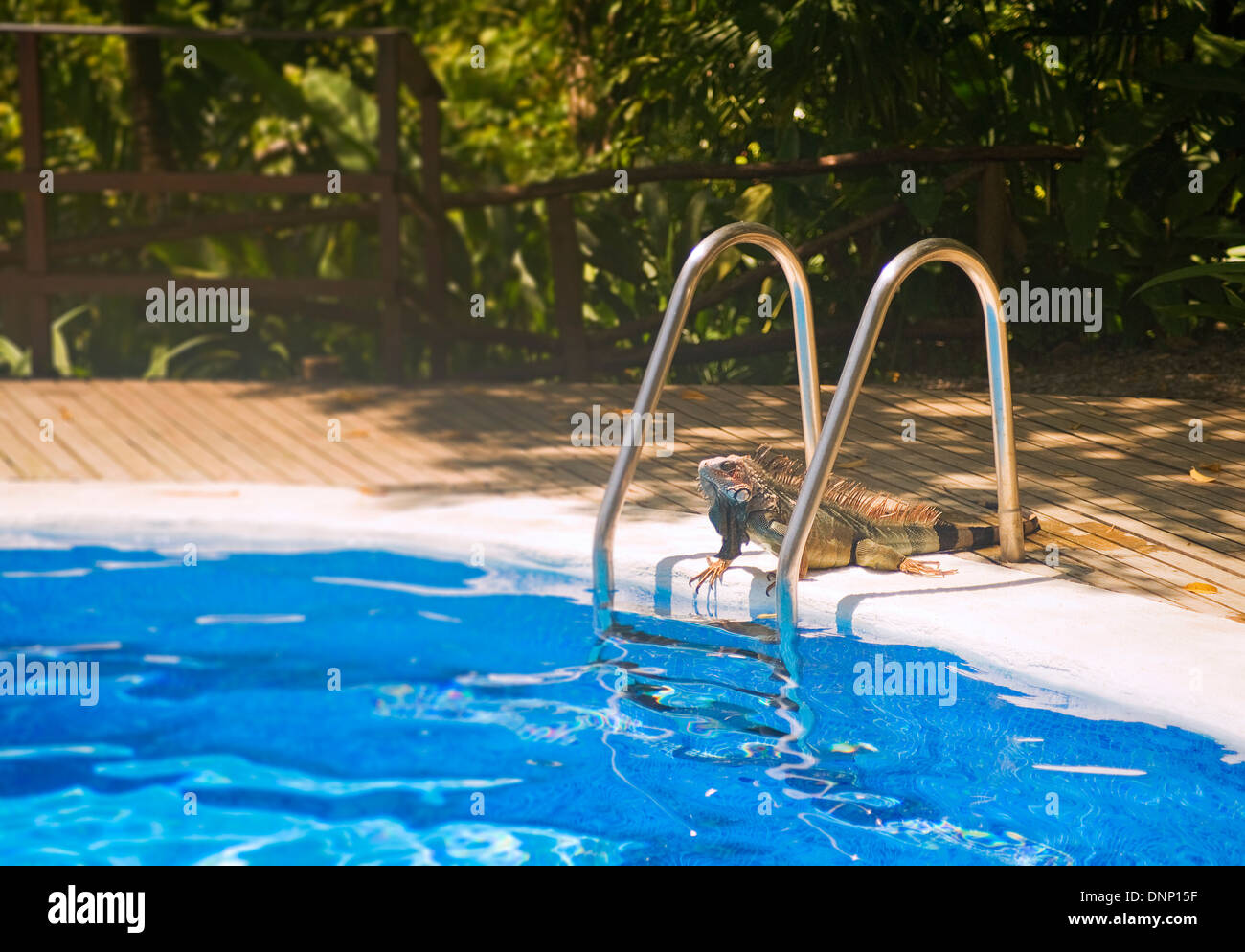 Un iguana accanto alla piscina a Lapa Rios Foto Stock