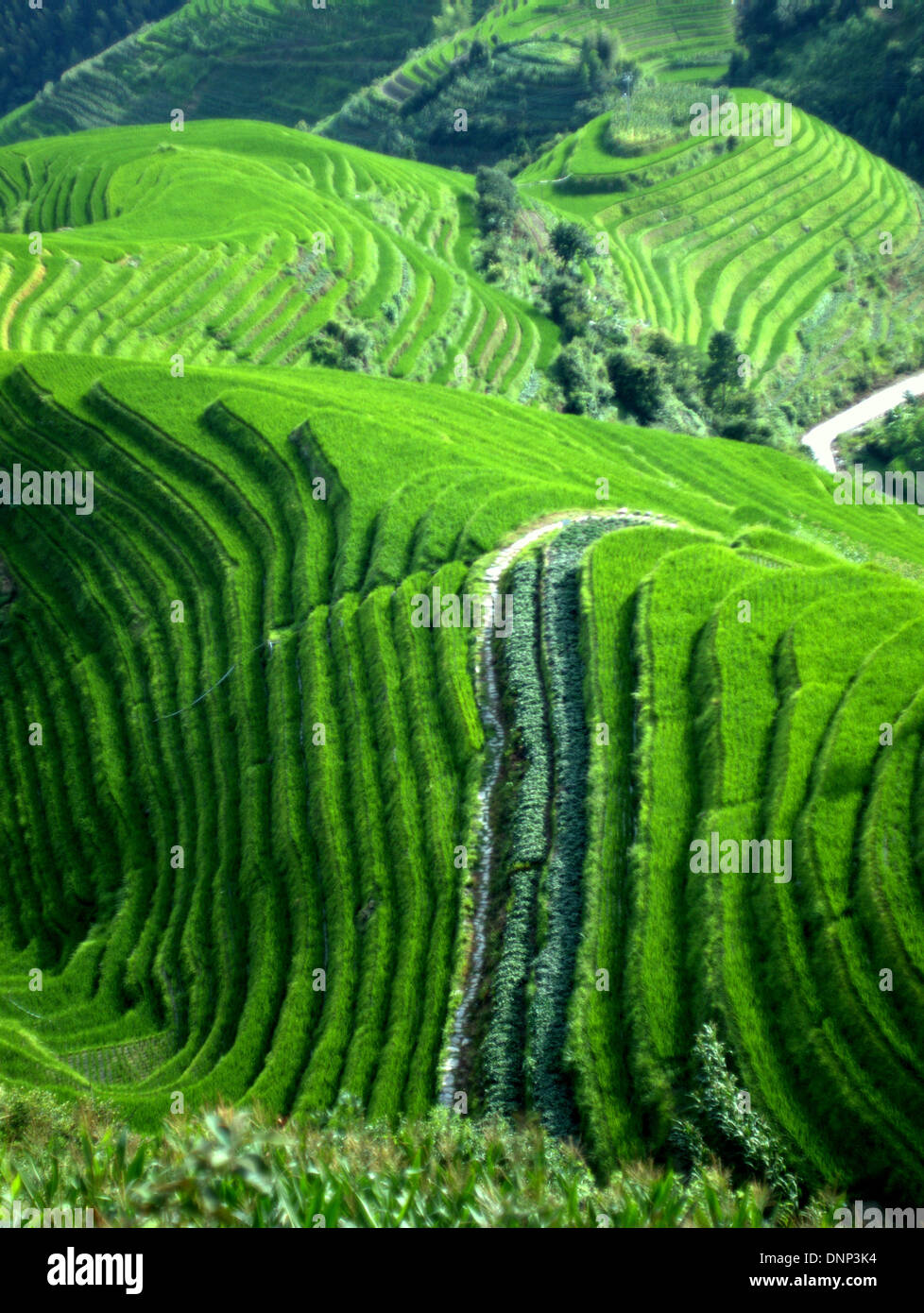 Il Longsheng terrazze di riso (Lóngshèng Tītián) o Dragon's Backbone terrazze di riso, situato nella contea di Longsheng, circa 100 km fro Foto Stock