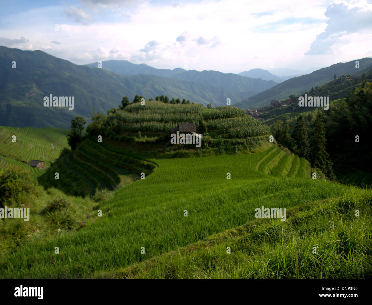 Il Longsheng terrazze di riso (Lóngshèng Tītián) o Dragon's Backbone terrazze di riso, situato nella contea di Longsheng, circa 100 km fro Foto Stock