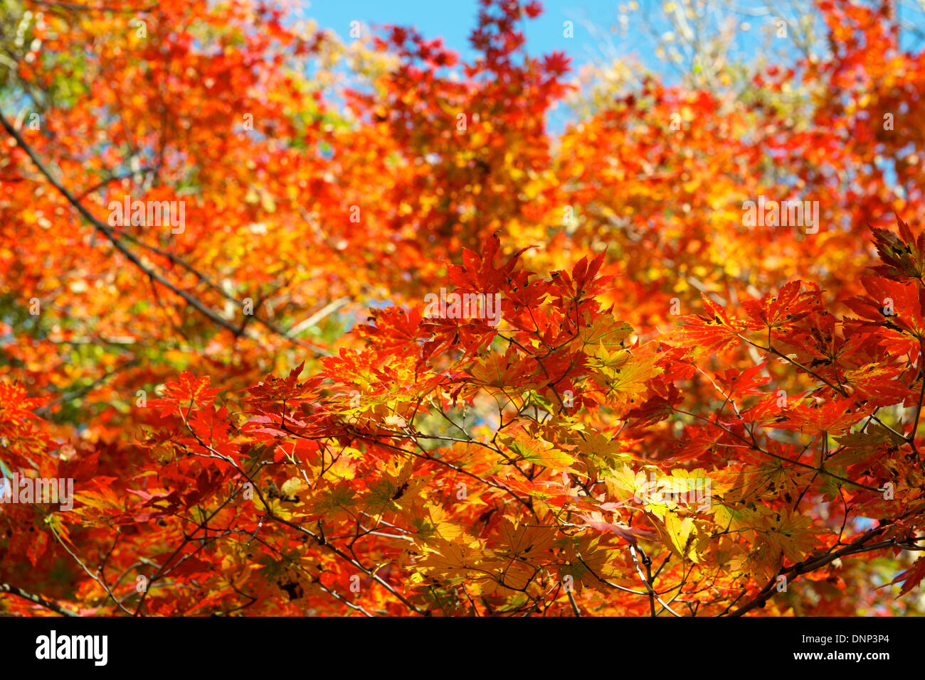 Colorato maple leaf background in autunno, Liaoning in Cina Foto Stock