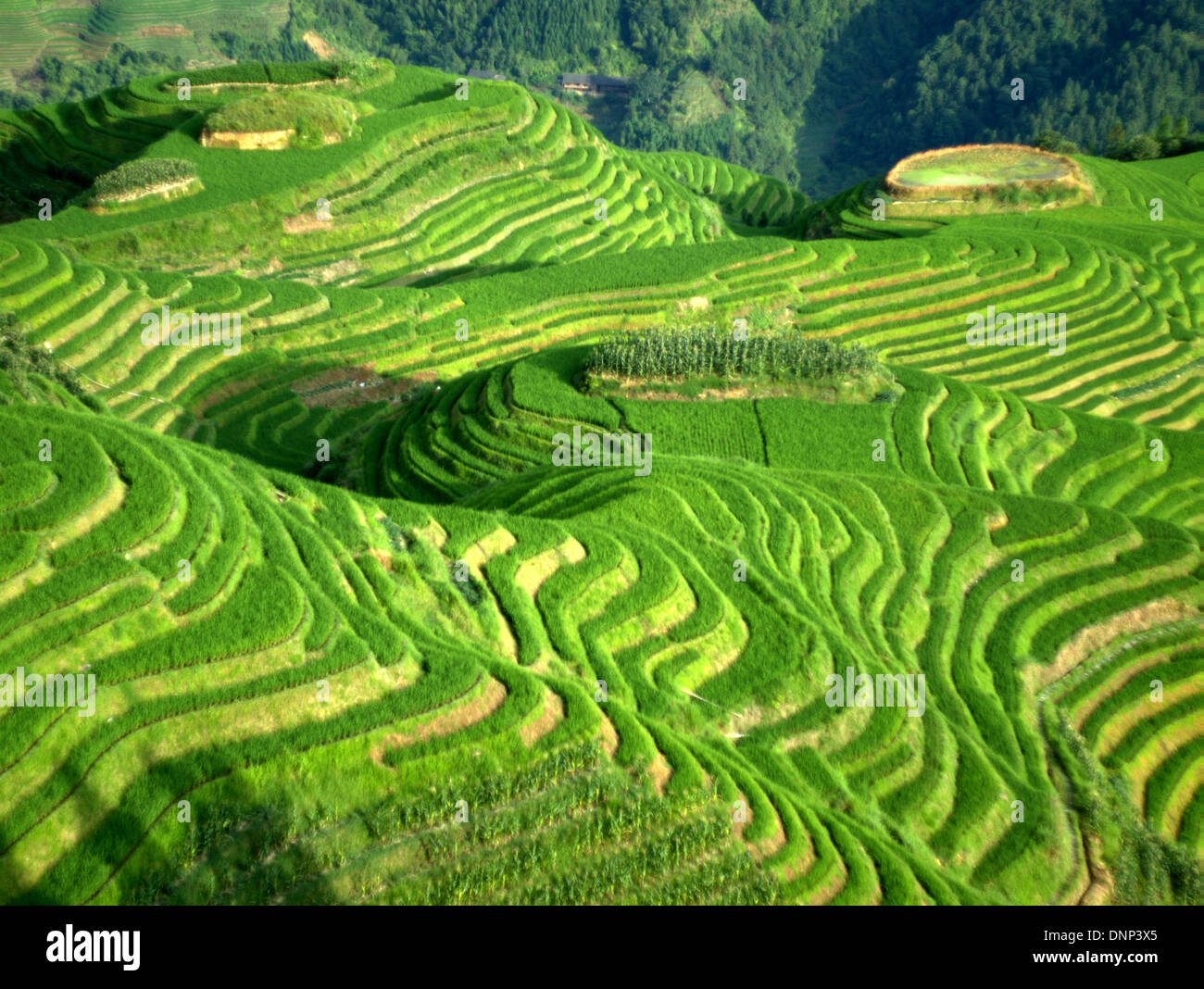 Il Longsheng terrazze di riso (Lóngshèng Tītián) o Dragon's Backbone terrazze di riso, situato nella contea di Longsheng, circa 100 km fro Foto Stock